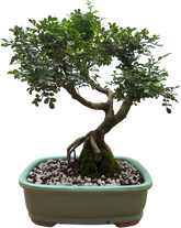 Orange Jasmine Bonsai Tree (Murraya paniculata)